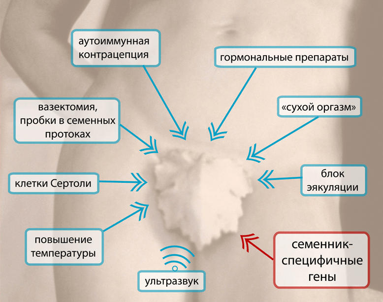 Стратегии для снижения количества сперматозоидов Стратегии для снижения количества сперматозоидов